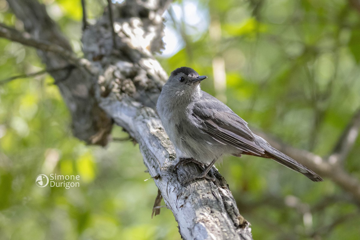 Miaulari grisa - ML647091992