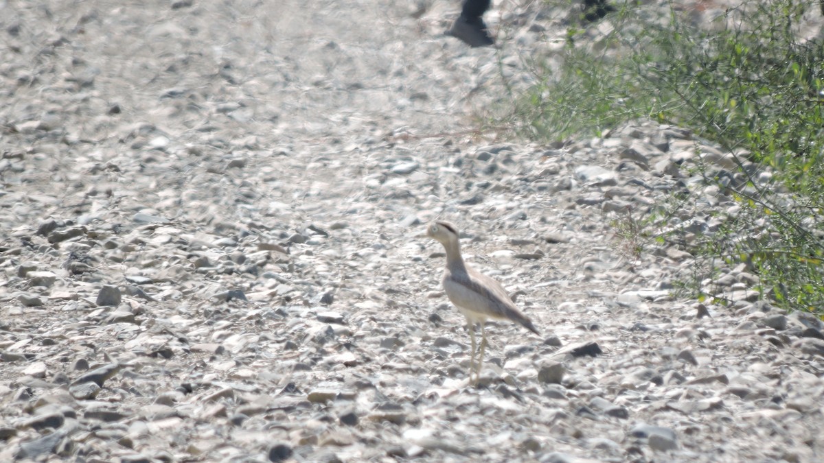 Peruvian Thick-knee - ML647092002