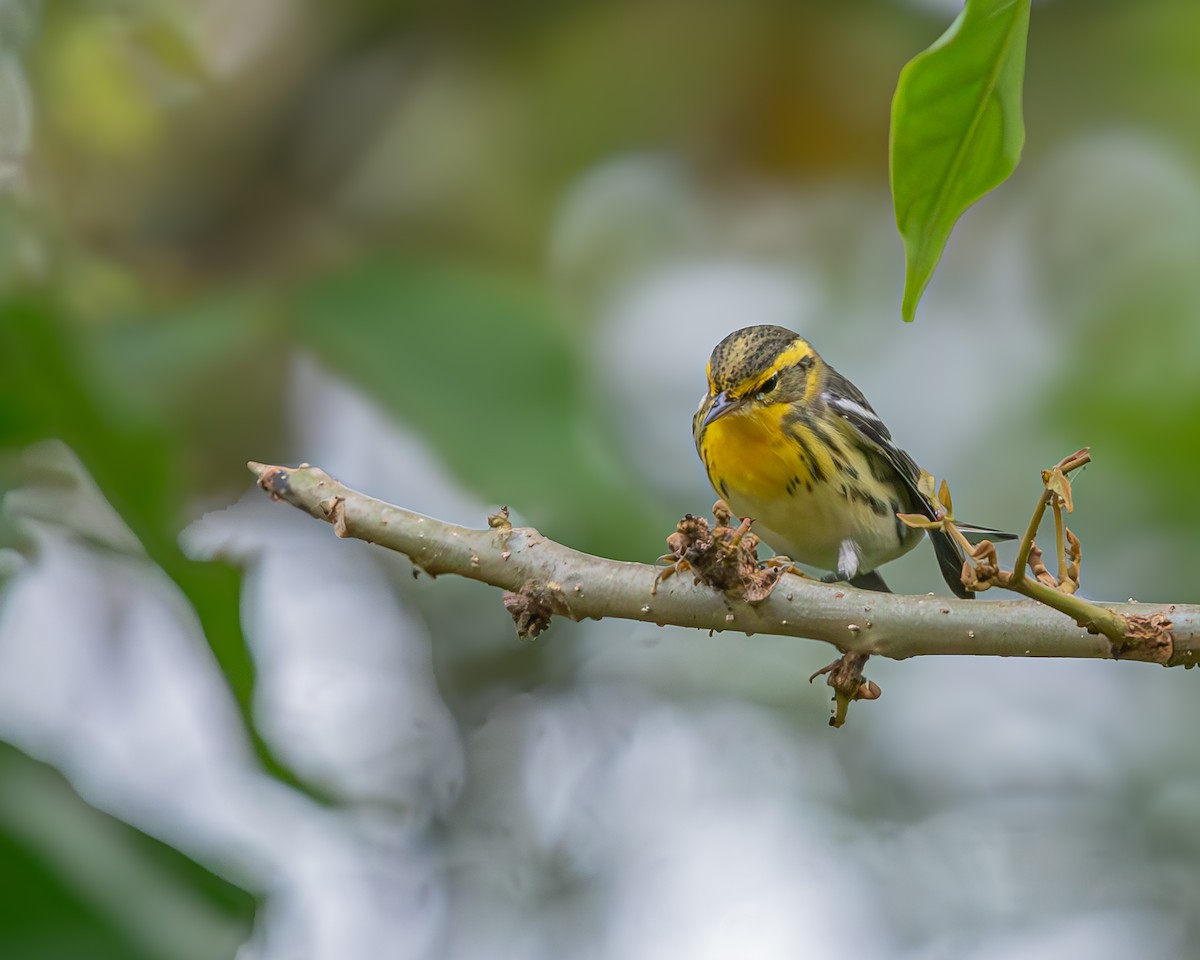 Reinita Gorjinaranja - ML647092012