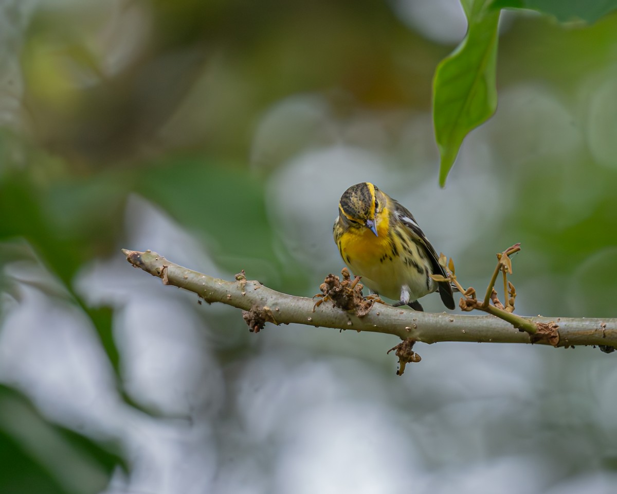 Reinita Gorjinaranja - ML647092014