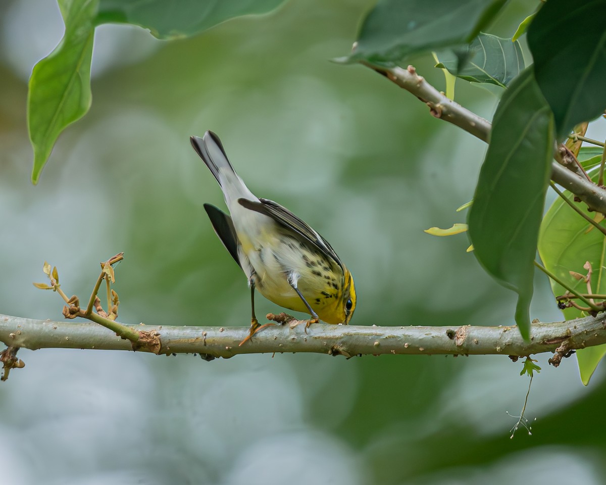 Reinita Gorjinaranja - ML647092015