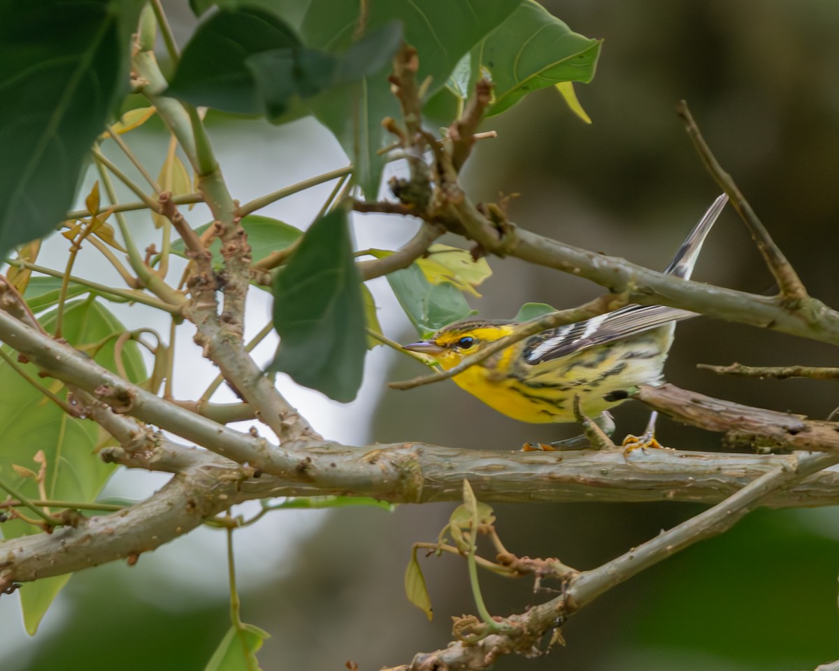 Reinita Gorjinaranja - ML647092016