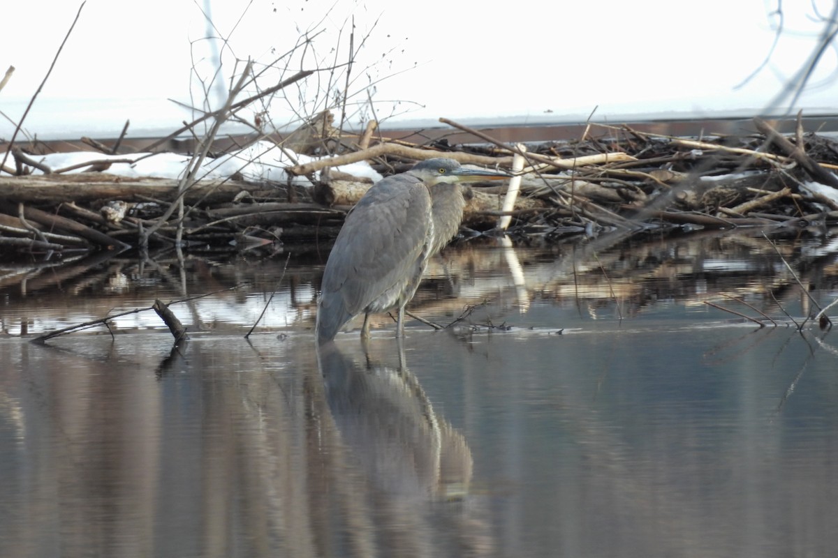 Great Blue Heron - ML647092019