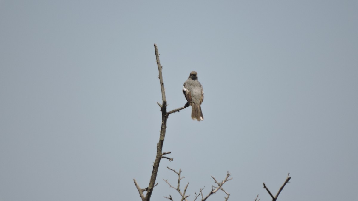 Рара перуанська - ML647092021