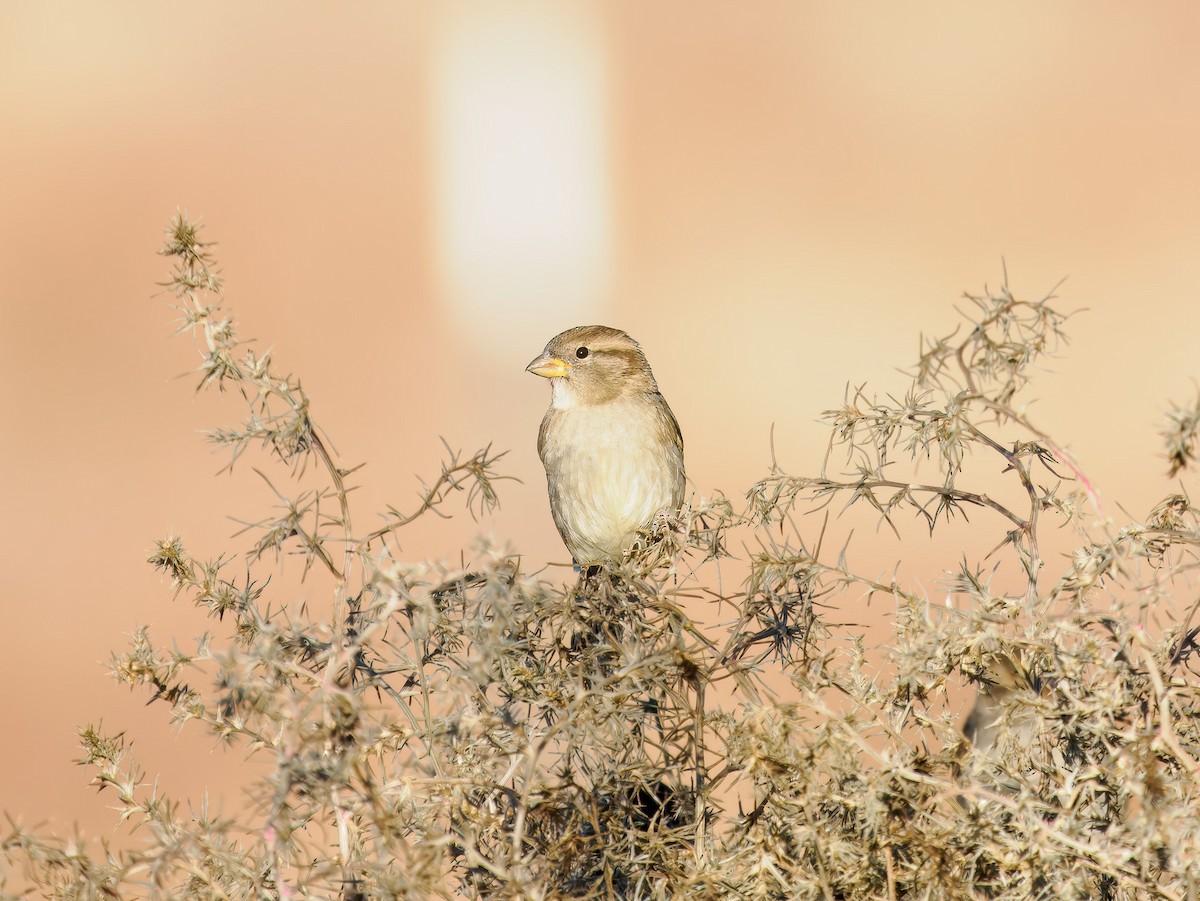 Gorrión Común - ML647092027