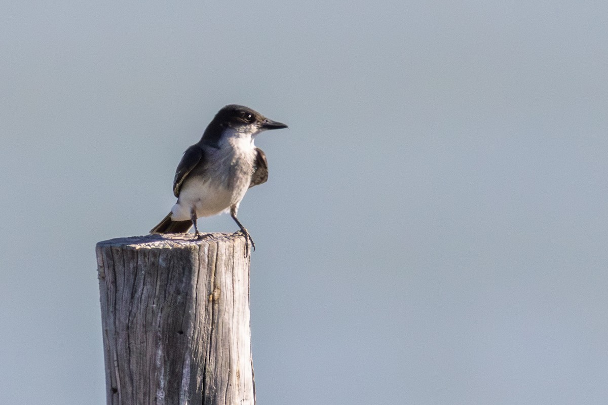 Tyran tritri - ML647092030