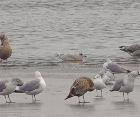 Iceland Gull - ML647092033