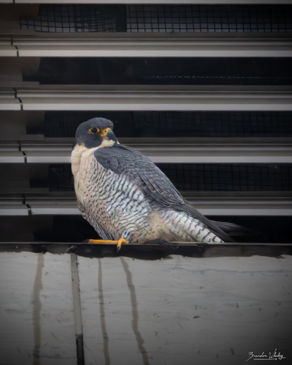 Peregrine Falcon - ML647092049