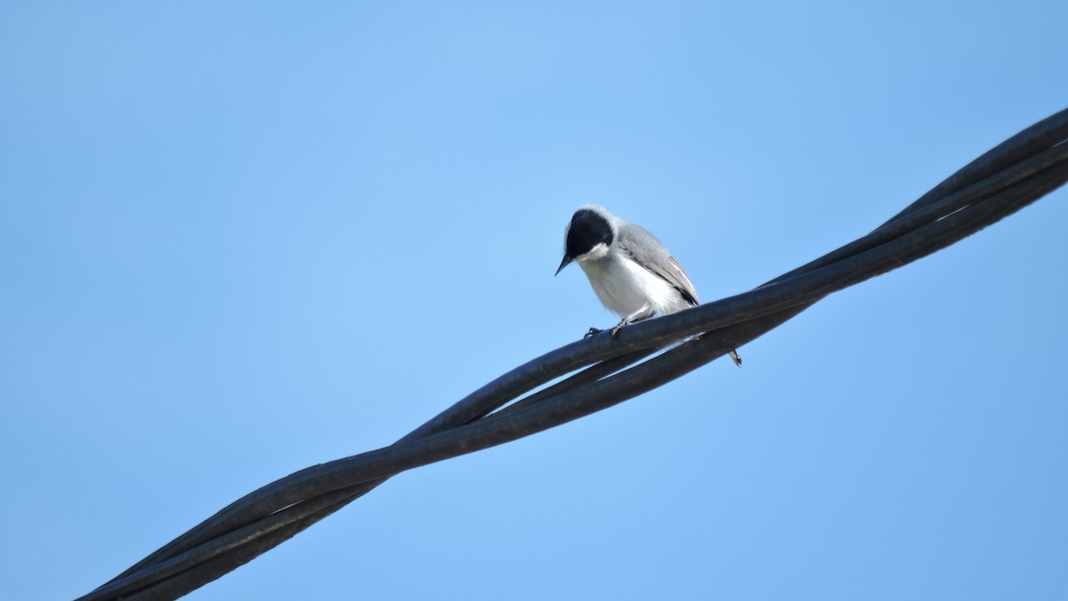 Weißbrauen-Mückenfänger - ML647092051