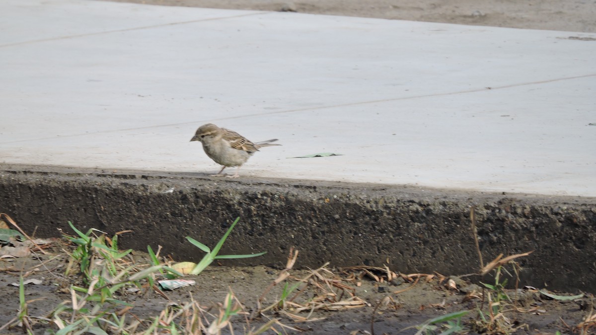 Gorrión Común - ML647092060