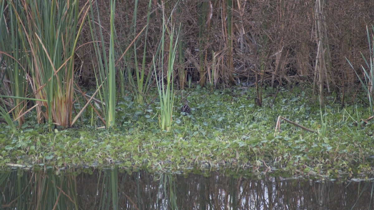 Wilson's Snipe - ML647092074