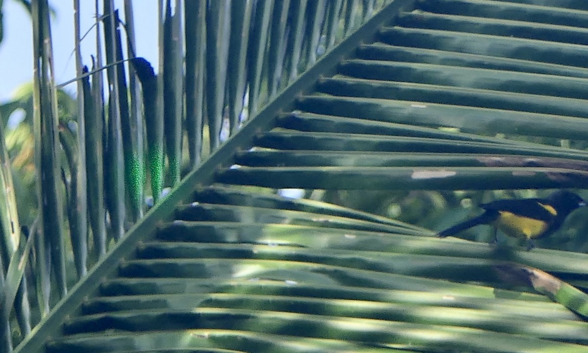 Black-cowled Oriole - ML647092075