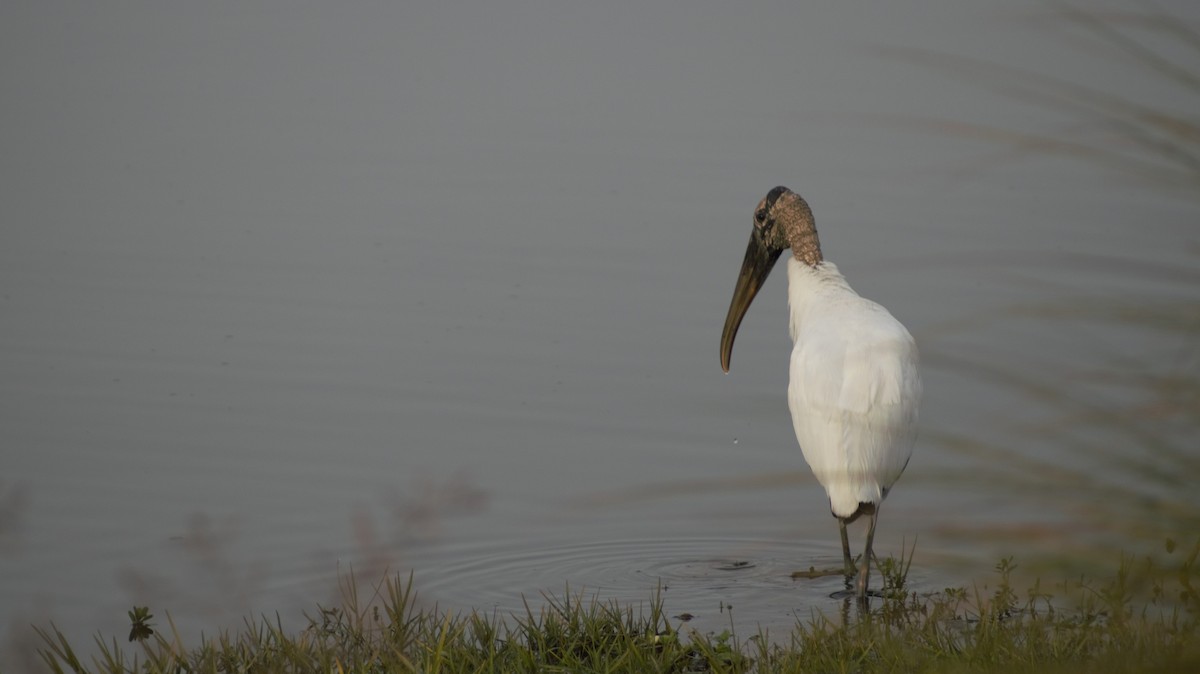 Wood Stork - ML647092081
