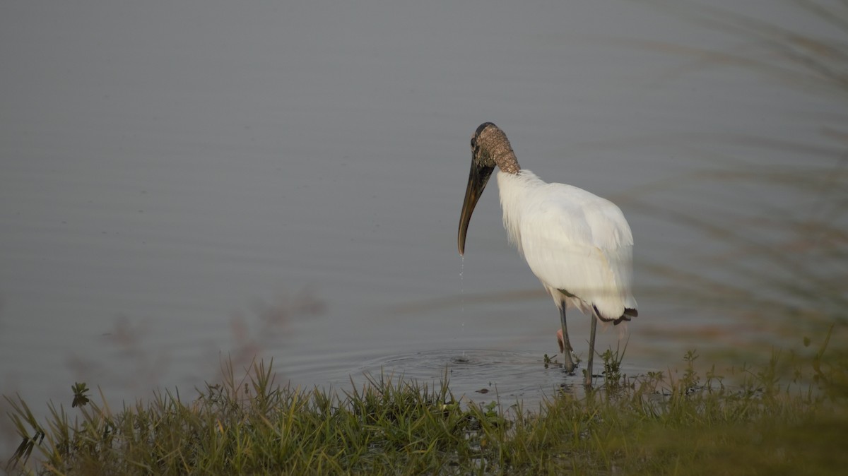 Wood Stork - ML647092082