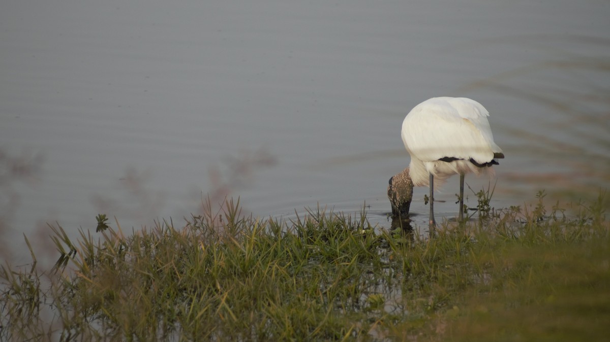 Wood Stork - ML647092083