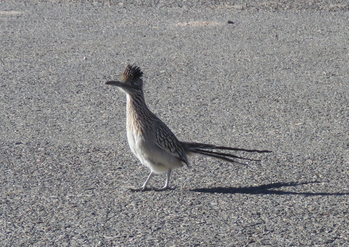 Greater Roadrunner - ML647092088