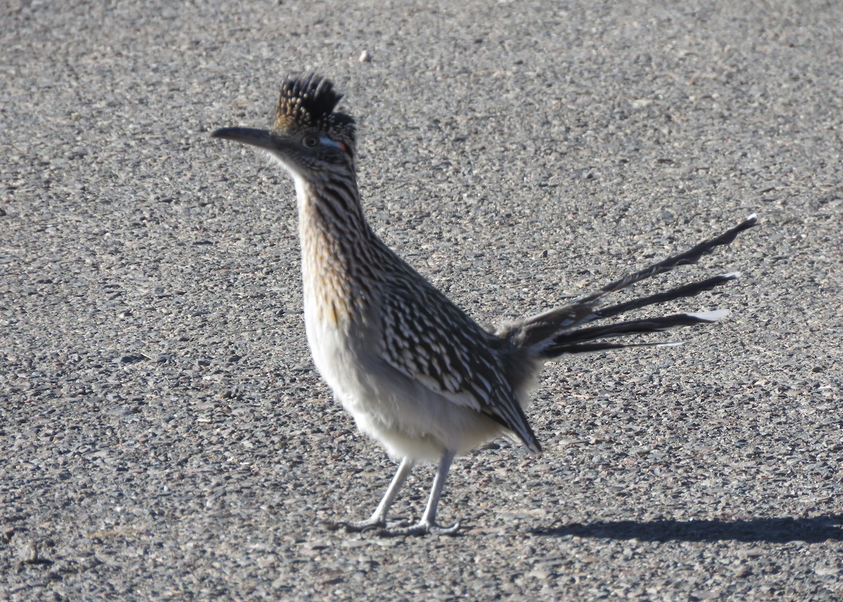 Greater Roadrunner - ML647092092