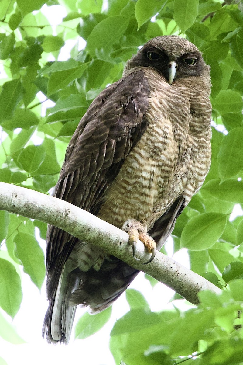 Kızıl Bubuk - ML647092095