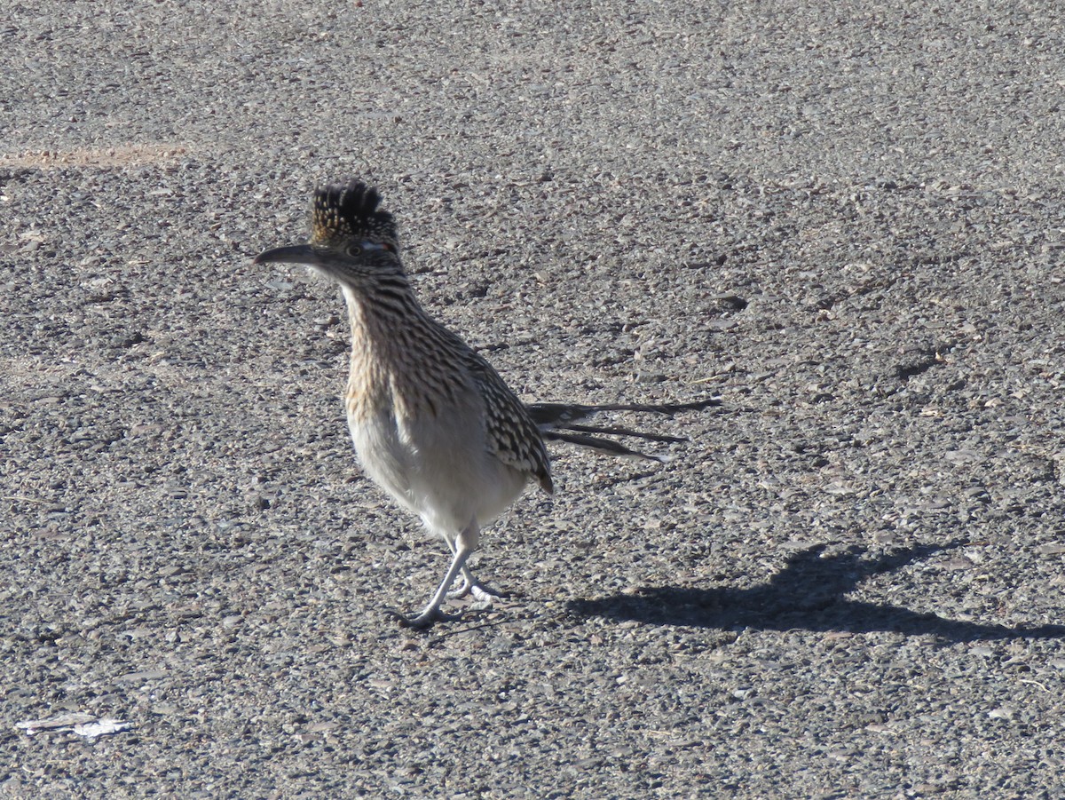 Greater Roadrunner - ML647092097