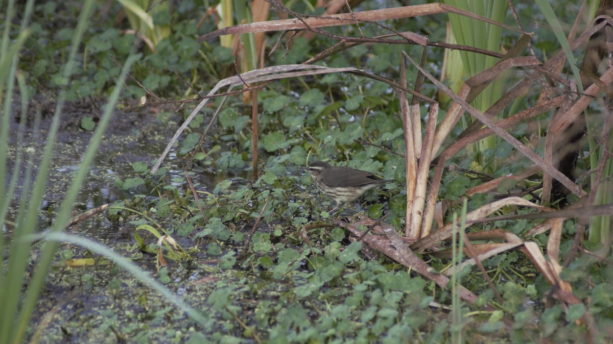 Northern Waterthrush - ML647092098