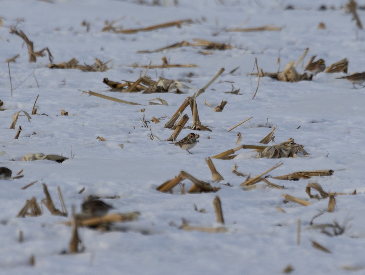 Lapland Longspur - ML647092114