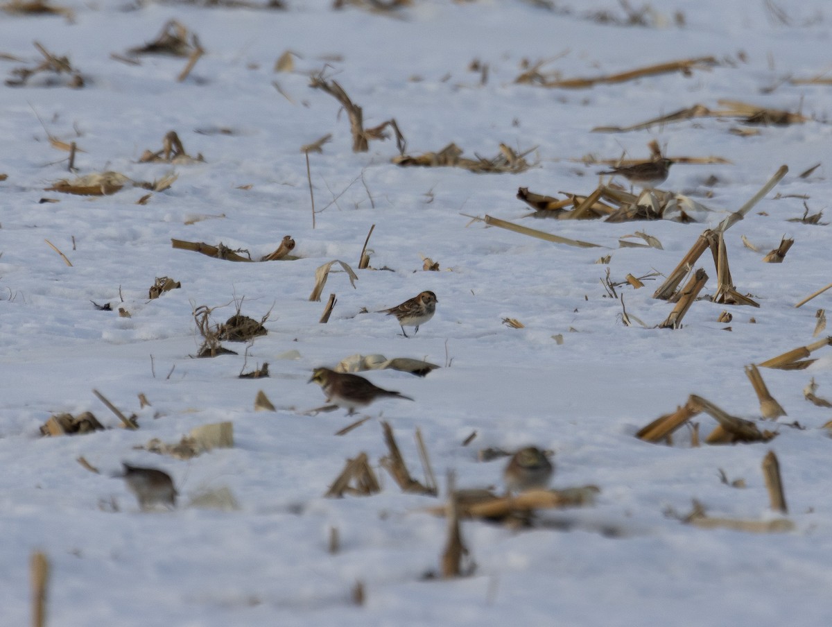 Lapland Longspur - ML647092117