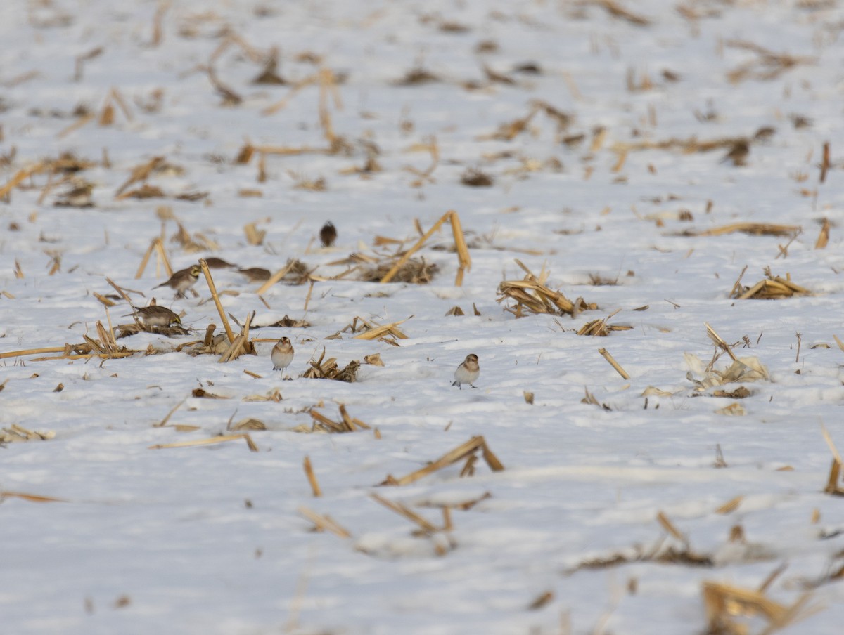 Snow Bunting - ML647092129