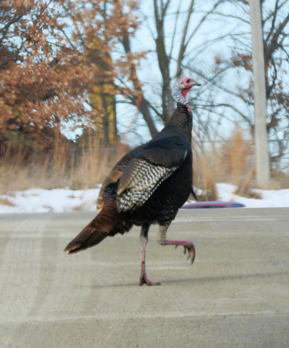 シチメンチョウ - ML647092135