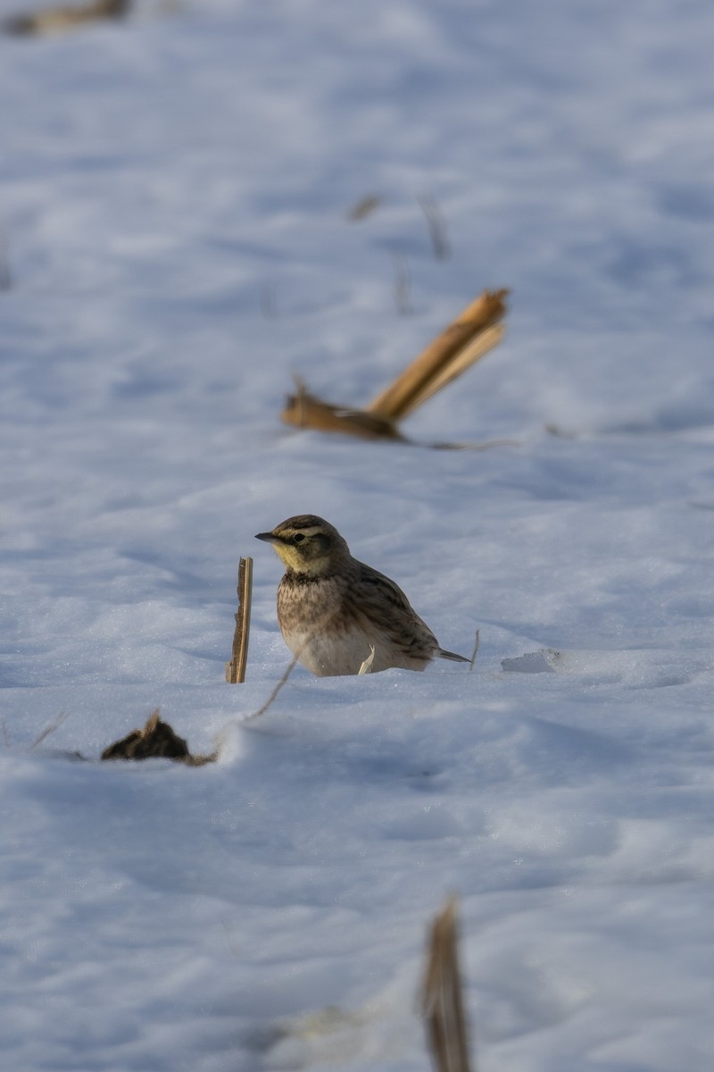 Horned Lark - ML647092136