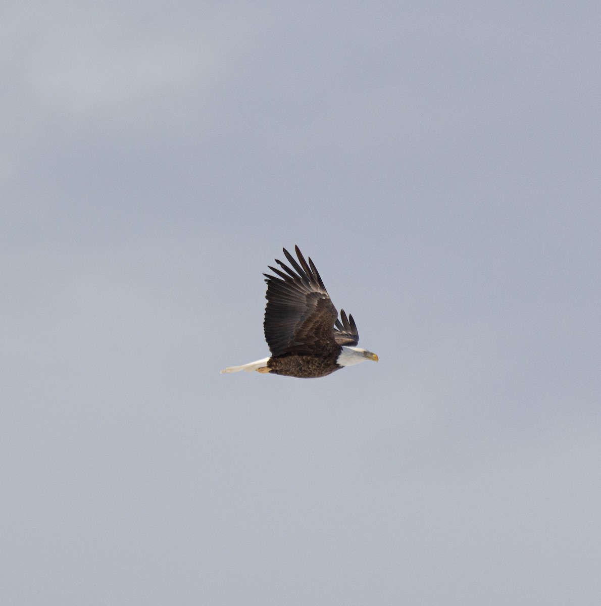 Bald Eagle - ML647092154
