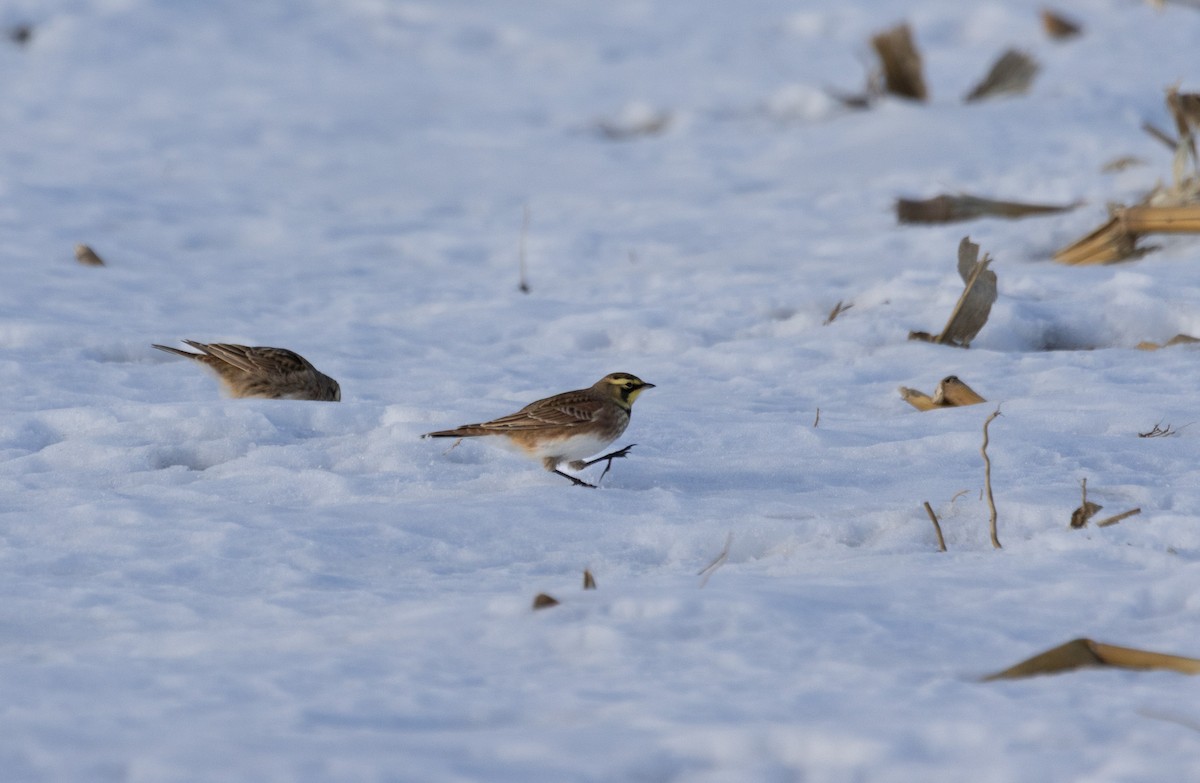 Horned Lark - ML647092158