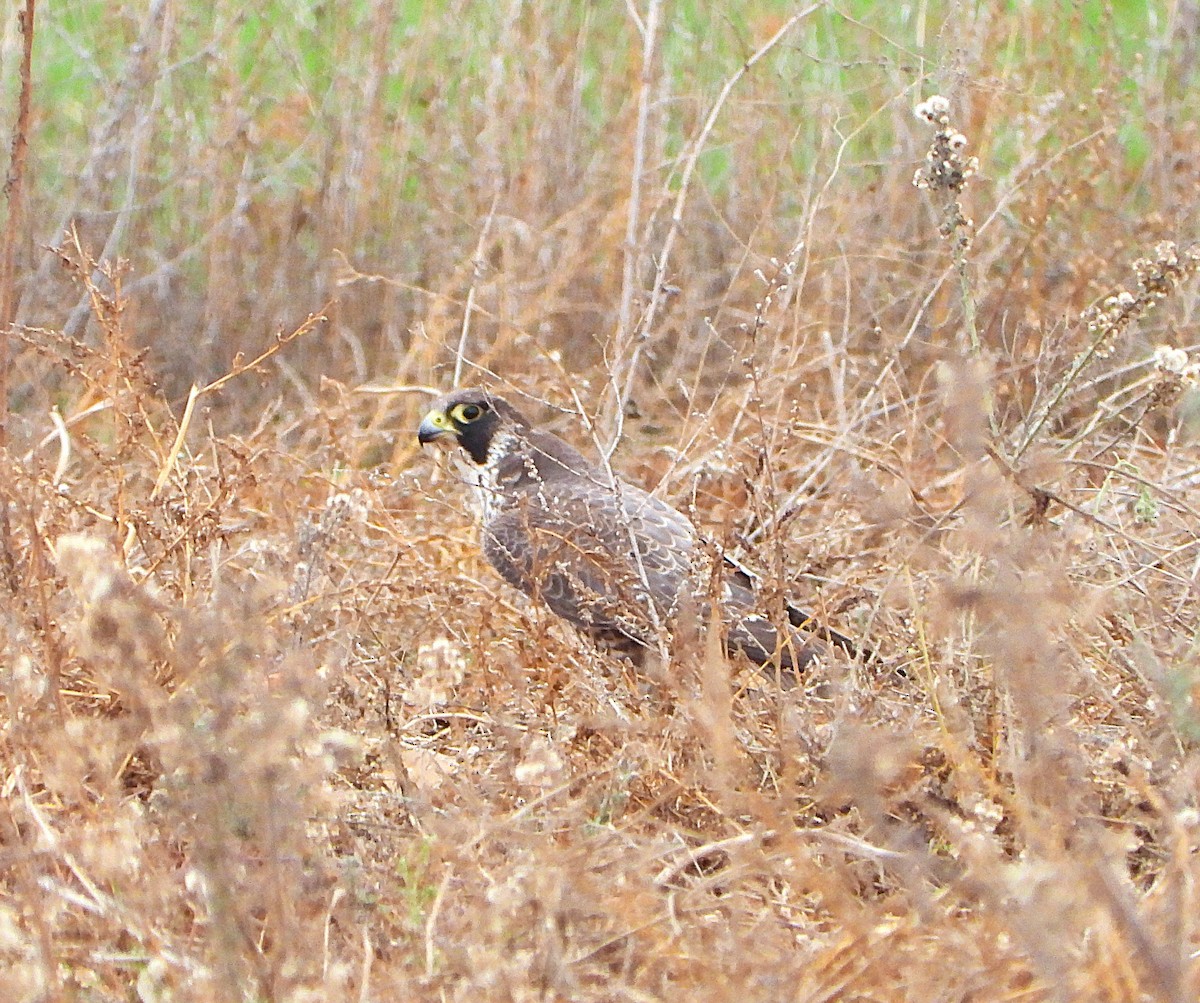 Peregrine Falcon - ML647092164