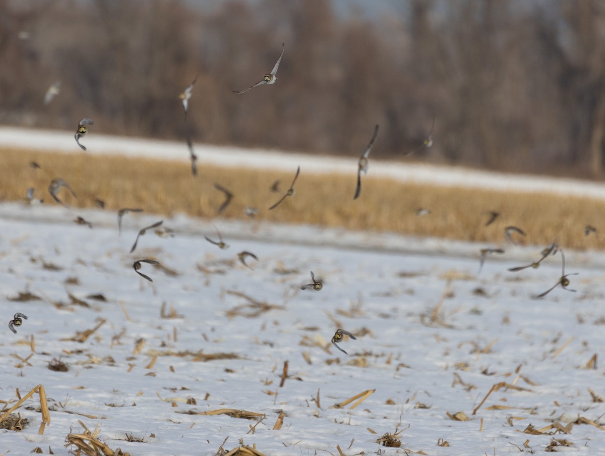 Horned Lark - ML647092173