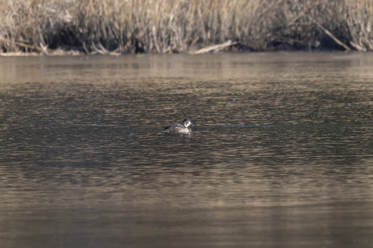 Ring-necked Duck - ML647092213