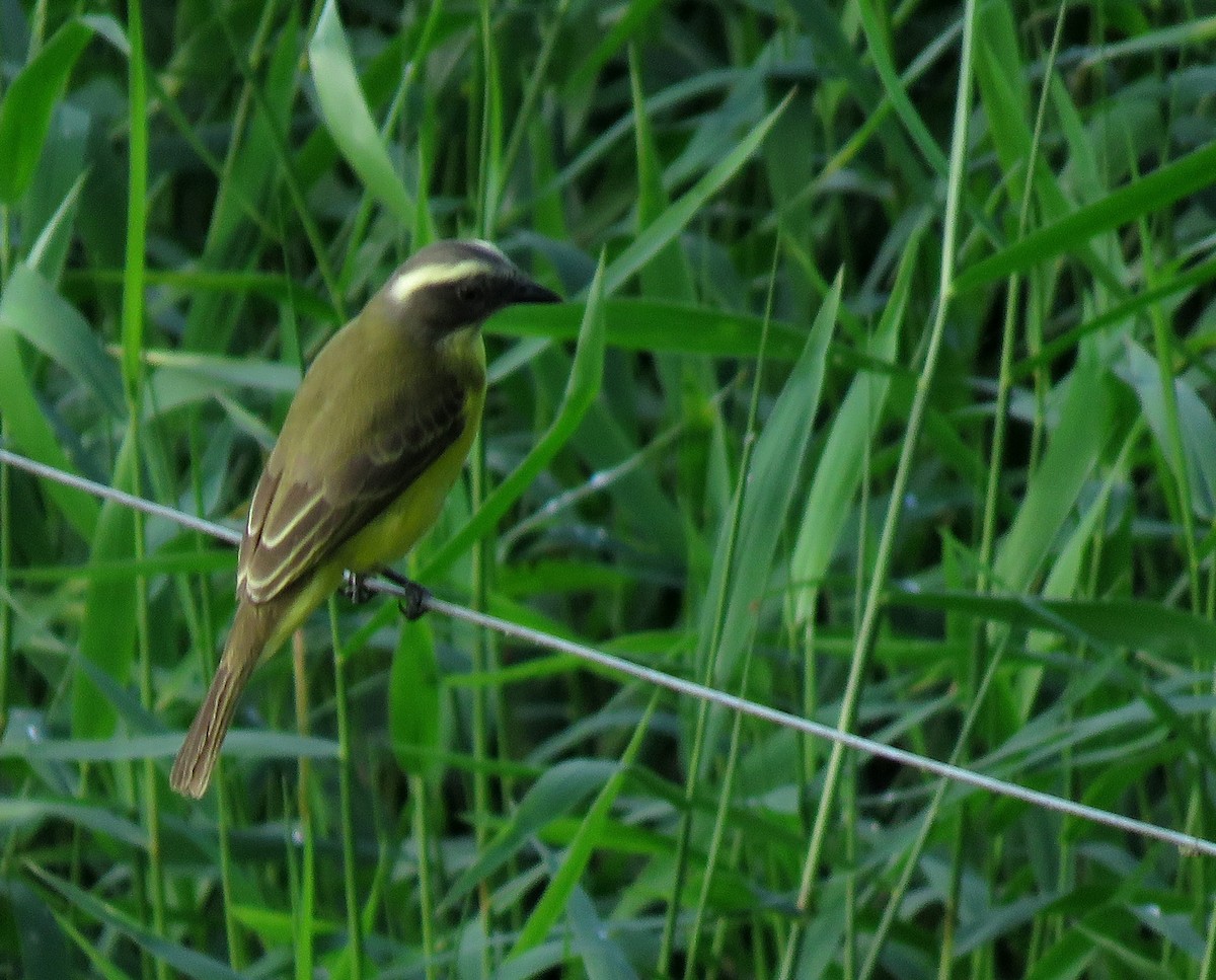 Social Flycatcher - ML647092224