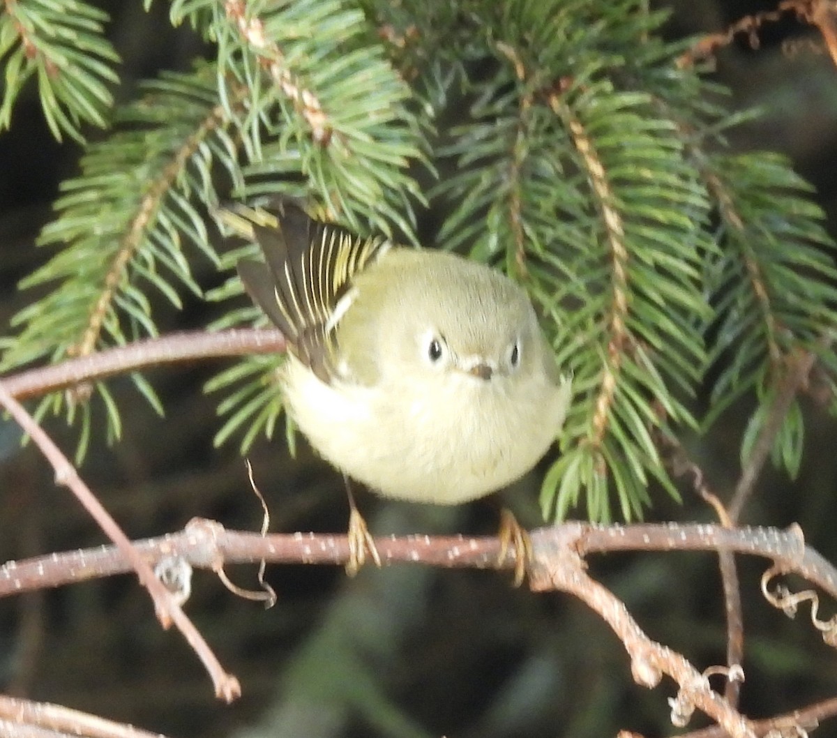 králíček americký - ML647092237