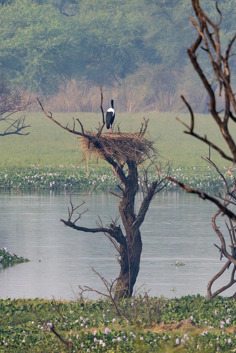 čáp černokrký - ML647092241