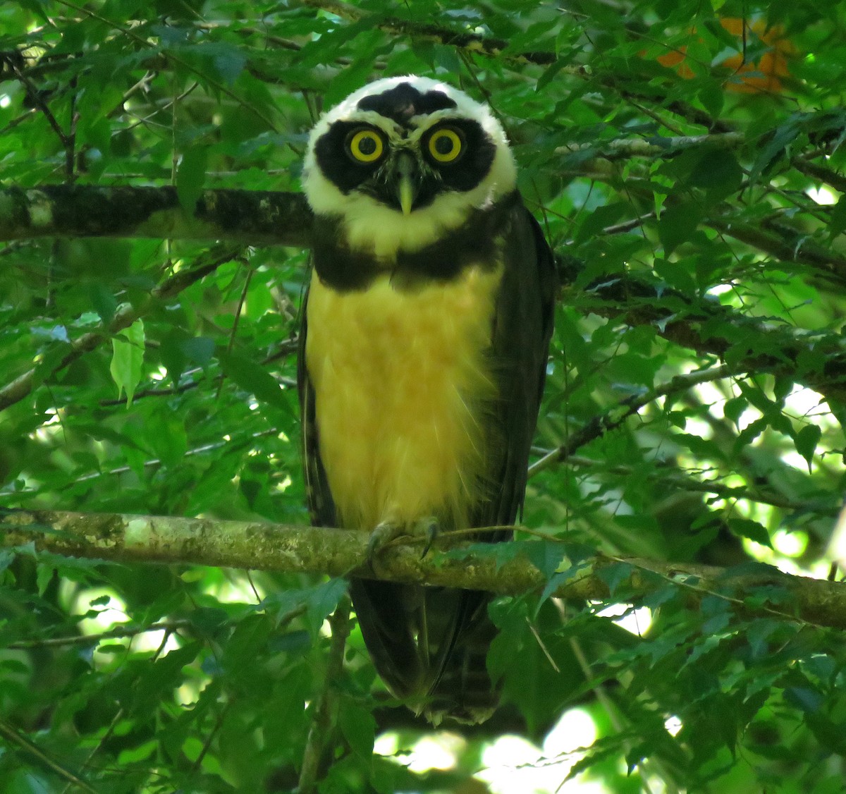 Spectacled Owl - ML647092244