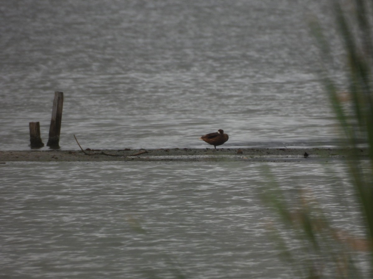 Bahamaente - ML647092247