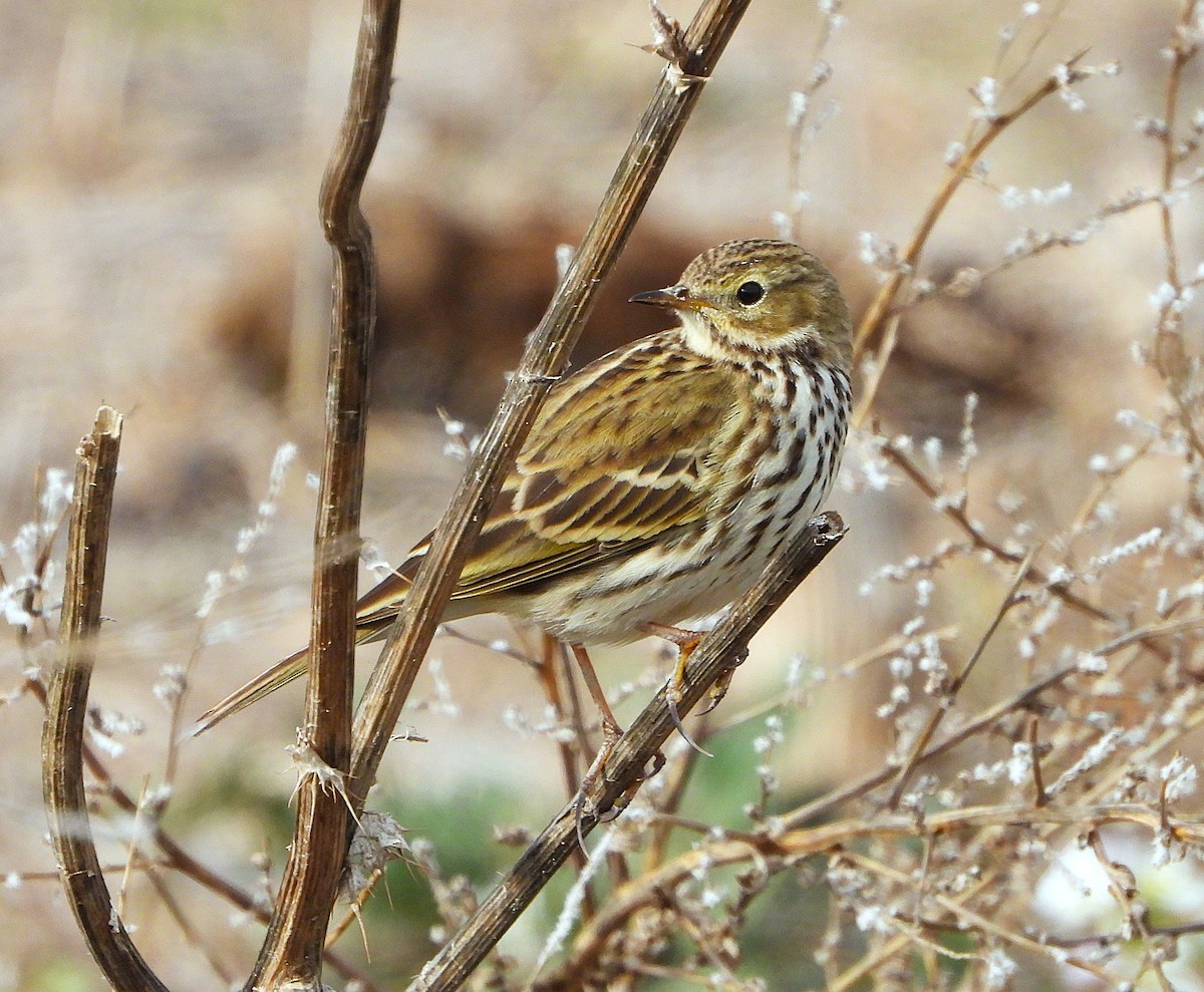 マキバタヒバリ - ML647092250