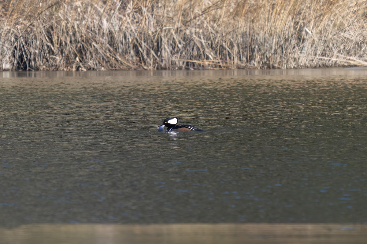 Hooded Merganser - ML647092254