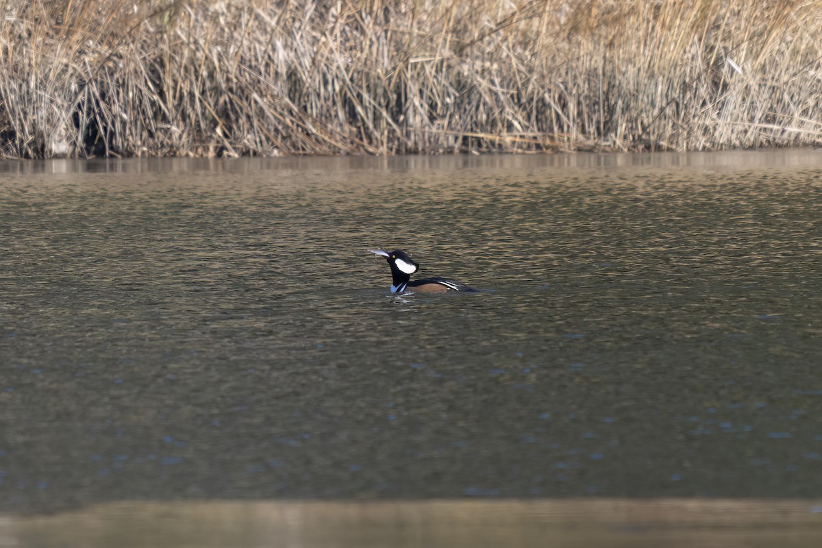 Hooded Merganser - ML647092255