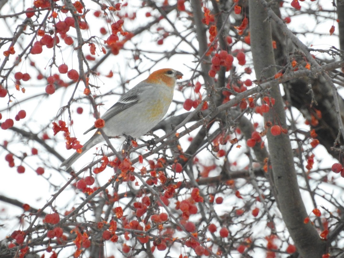 Pinu-gailupa - ML647092256