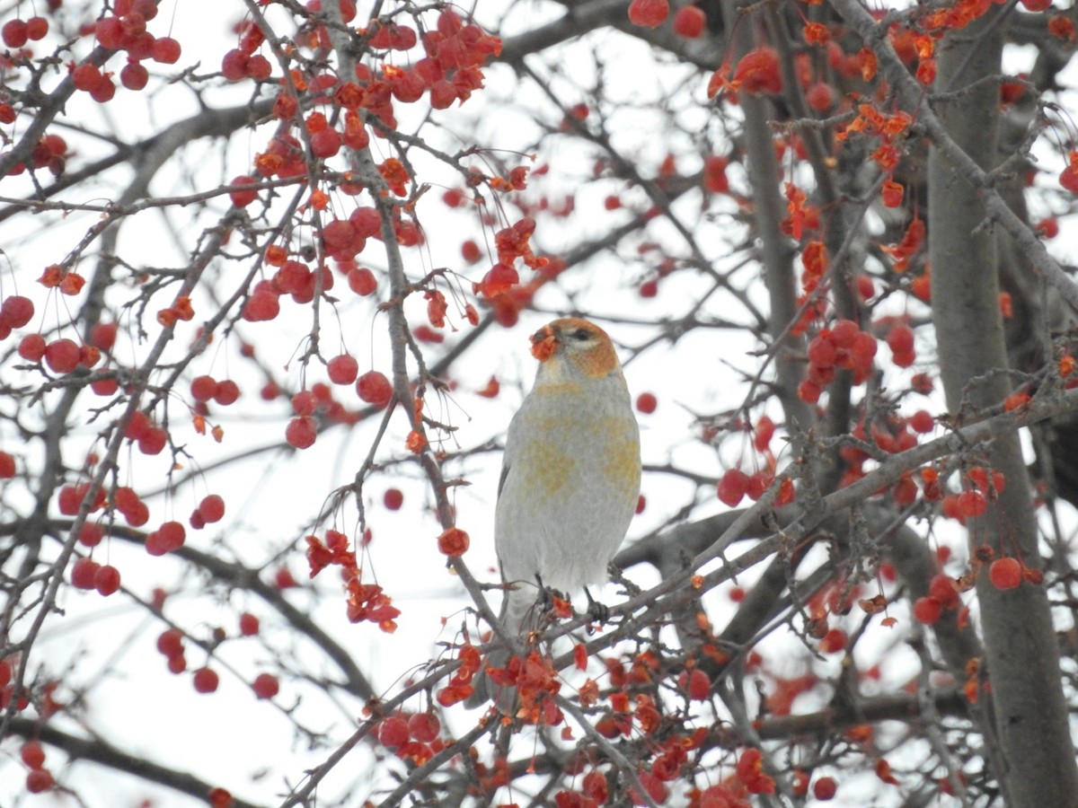 Pinu-gailupa - ML647092257