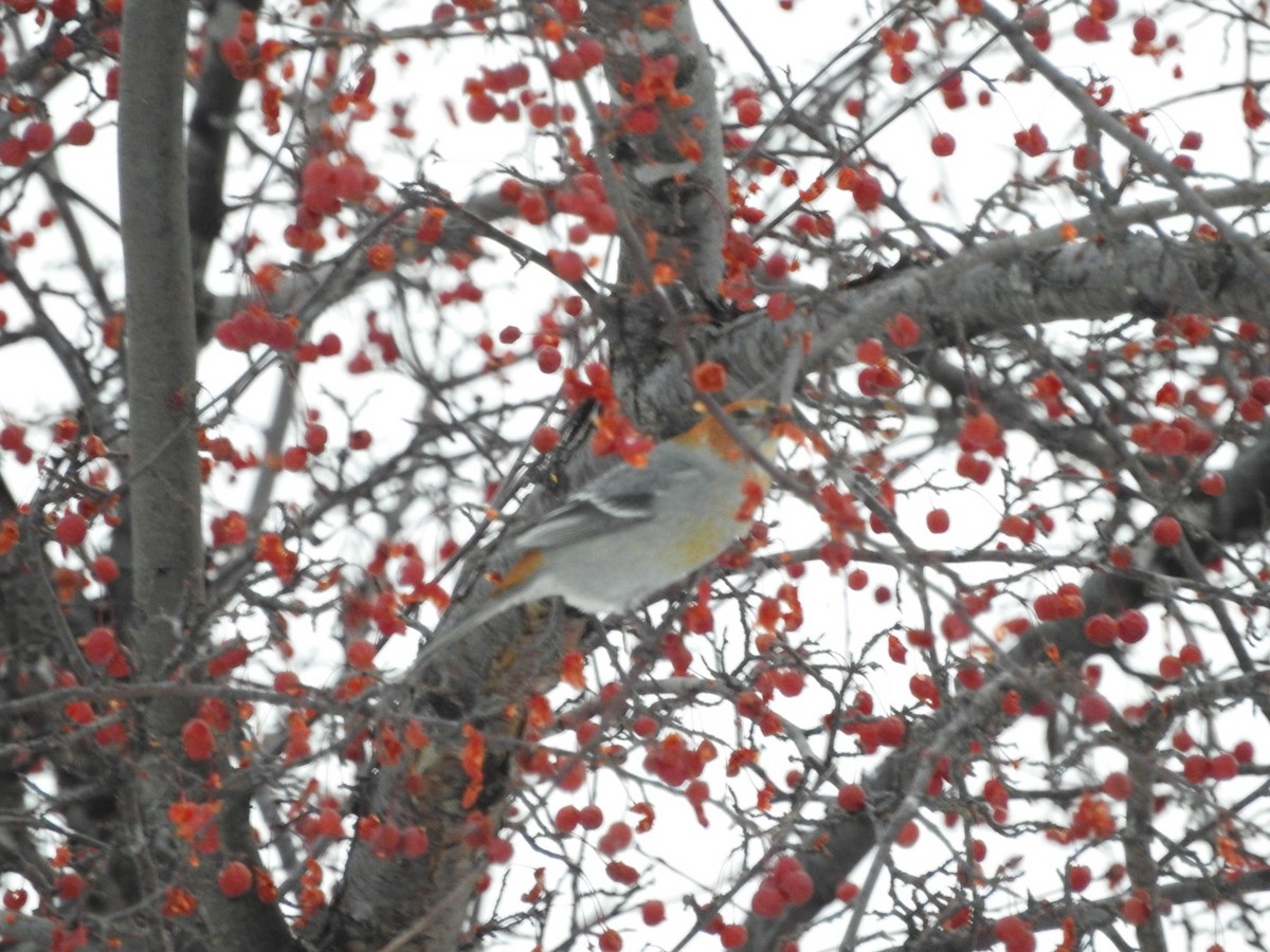 Pinu-gailupa - ML647092258