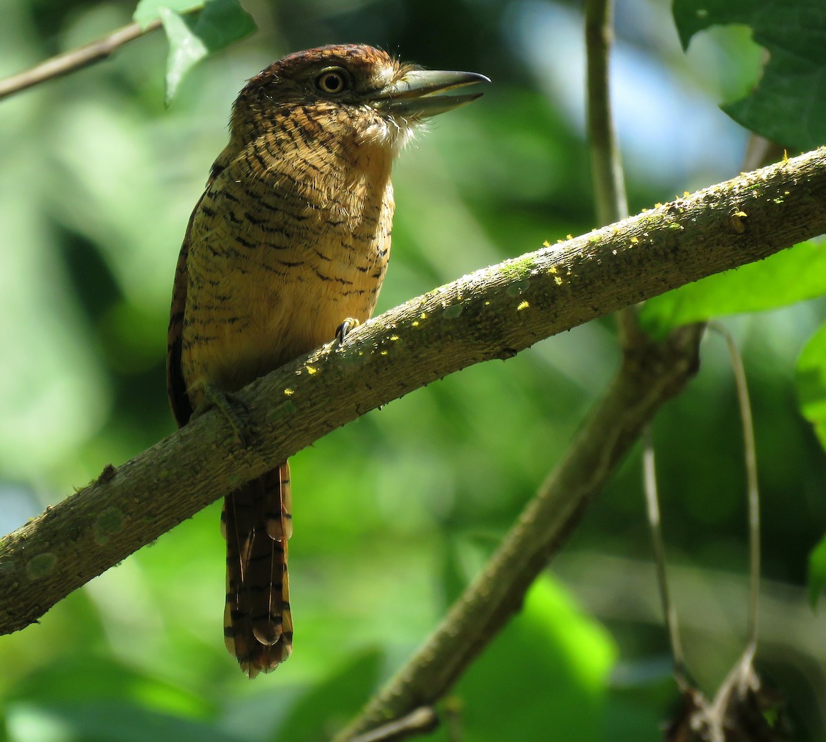 Tigerfaulvogel - ML647092263