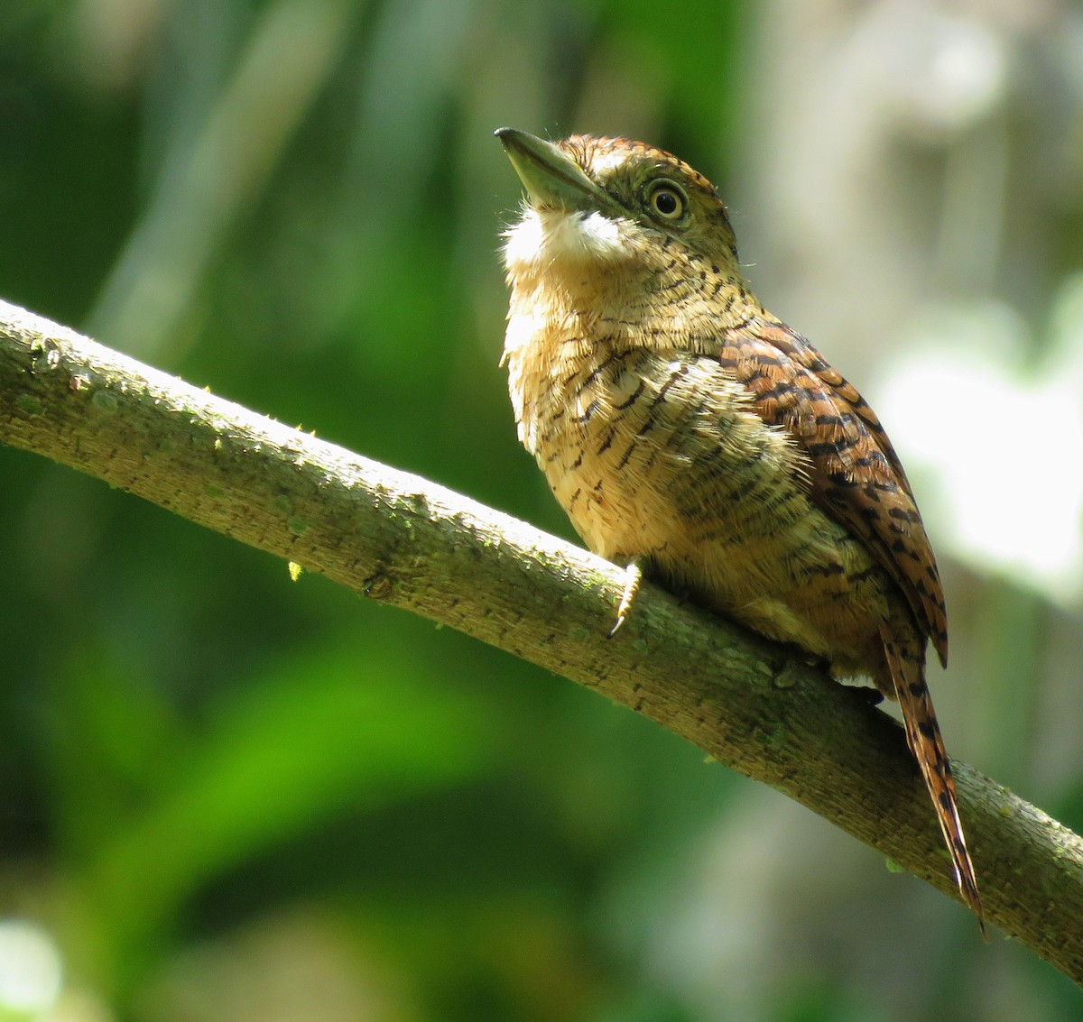 Tigerfaulvogel - ML647092264