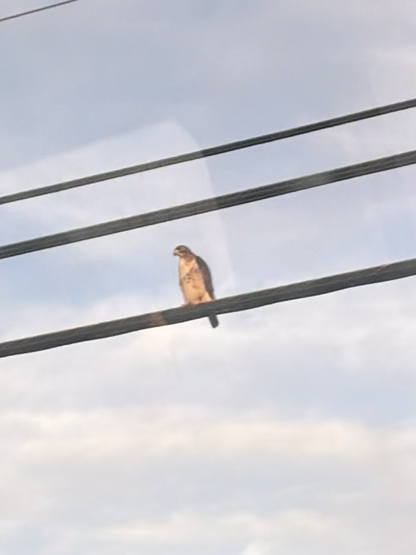 タカ科 - ML647092272