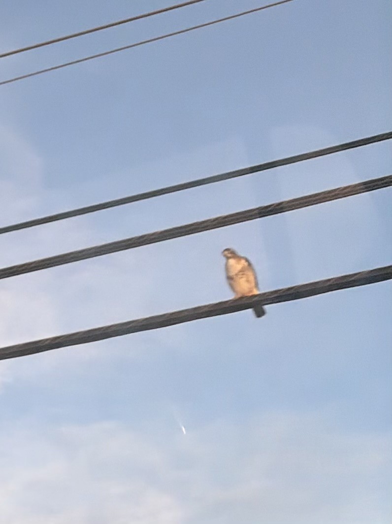 タカ科 - ML647092273