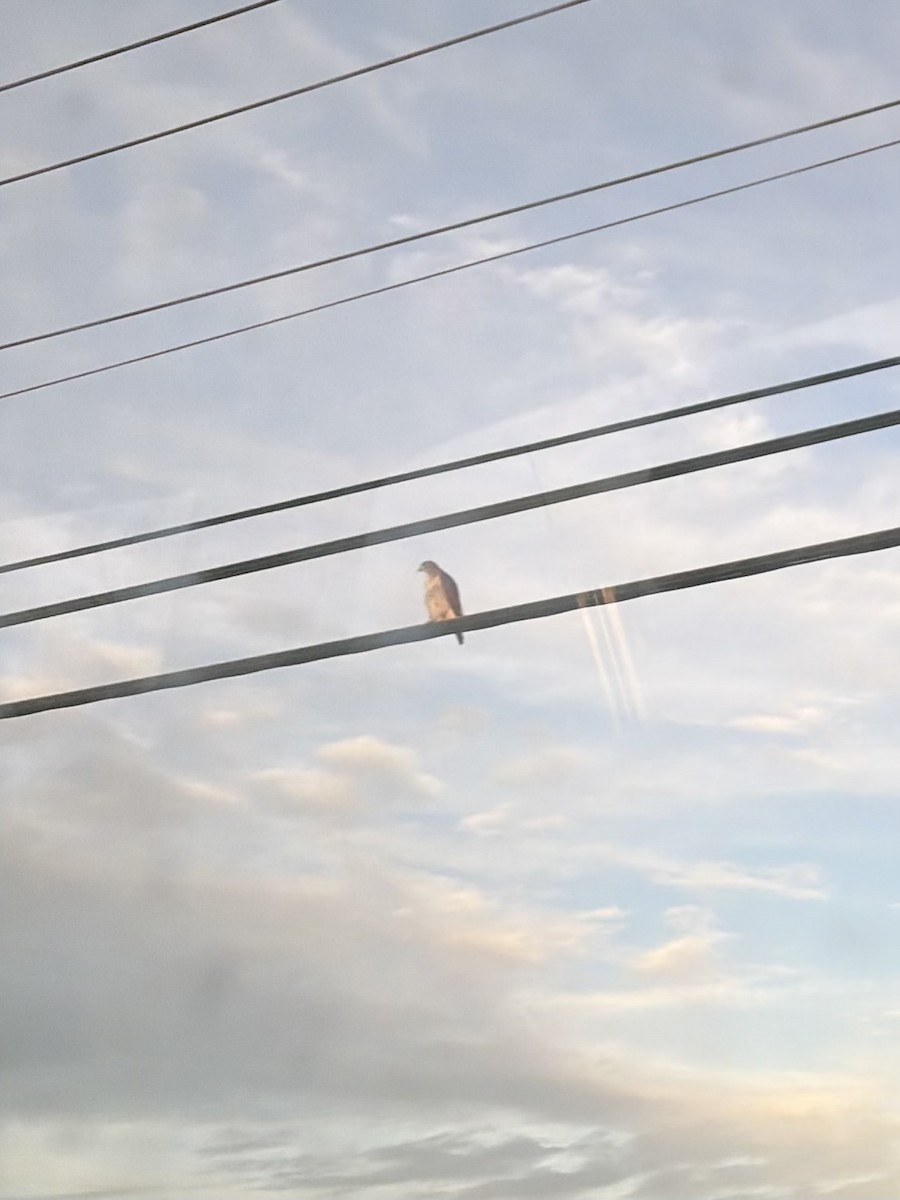 タカ科 - ML647092274